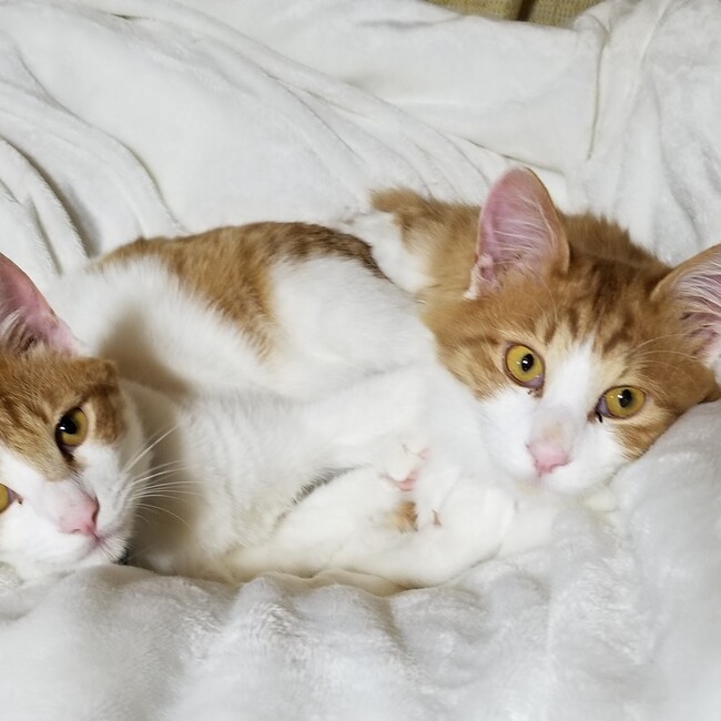 かめ８のカバー写真