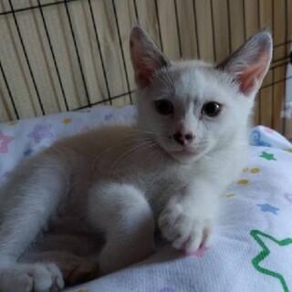 目の綺麗な 陸(りく)君 4ヵ月半