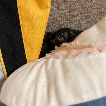 2022 7/6 1日経ったがまだまだ飼い主のことがおっかないララ。