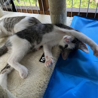 保護した野良猫ちゃんが赤ちゃんを産みました＊.