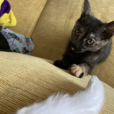 2022.7/8 猫じゃらしで遊んでくれるように。3日でこんなに慣れるとは！
