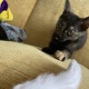 2022.7/8 猫じゃらしで遊んでくれるように。3日でこんなに慣れるとは！