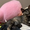 2022 7/9 飼い主のベッドに上がりくつろぐように。