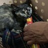 2022.7/13 正式譲渡。興奮しすぎてちゅーる舐めるのへたくそでした