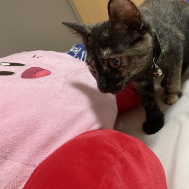 20220728首輪デビュー。最初は嫌がったけど 数日かけて慣らして今ではへっちゃら。