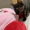 20220728首輪デビュー。最初は嫌がったけど 数日かけて慣らして今ではへっちゃら。