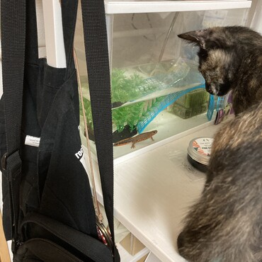 20220729 飼い主と猫以外の生き物と初対面！イモリが狩られないように死守せねば。