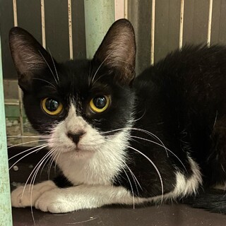 黒白の人懐っこい女の子