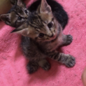 オス子猫兄弟二匹　３か月