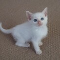 綺麗なブルーアイのシーちゃん