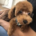 再度募集です。トイプー5ヶ月男の子