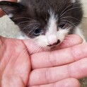 子猫生後１ヶ月くらい黒白