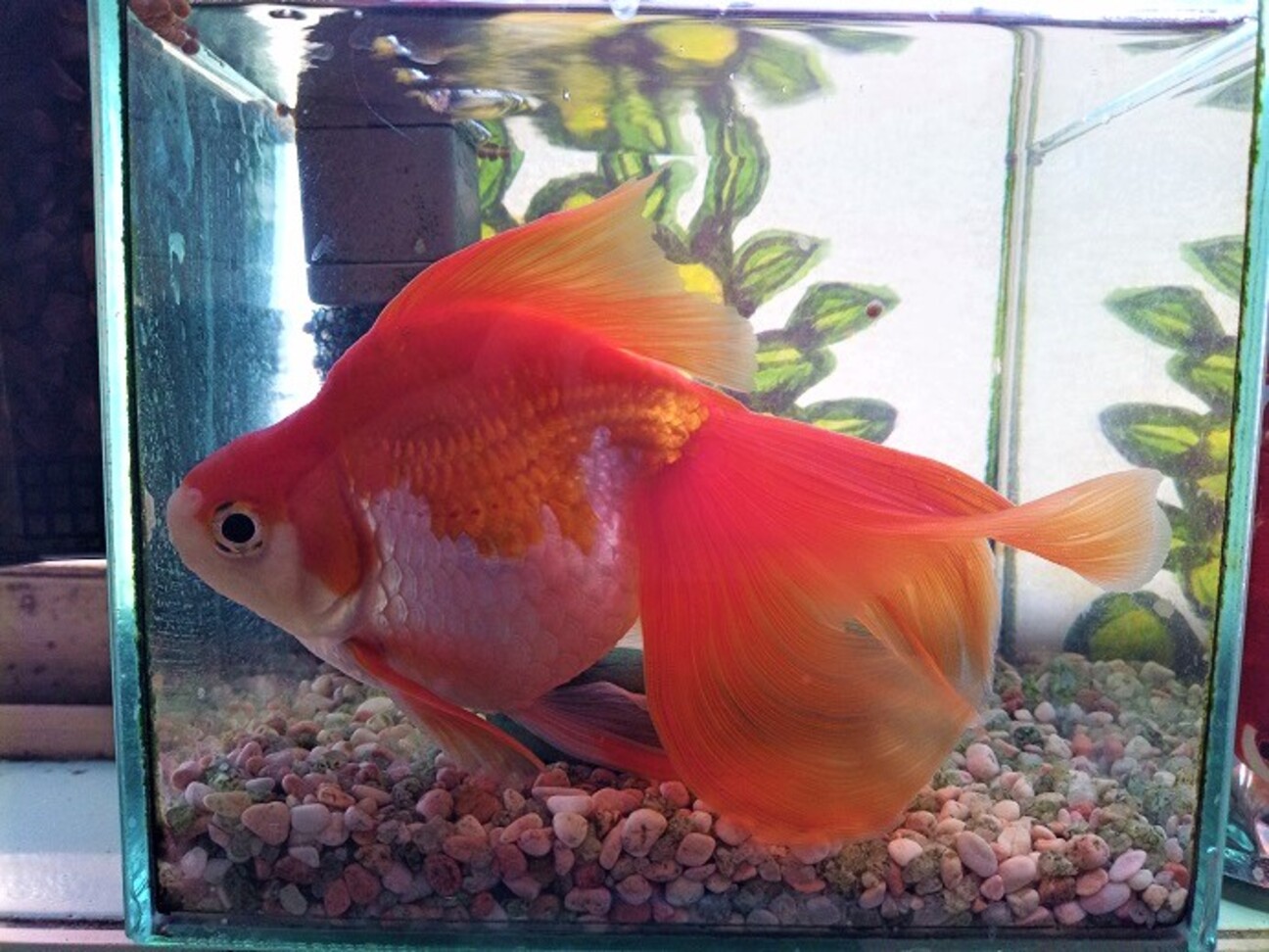 金魚の里親 It's been a year and a half since I got my goldfish from a famous