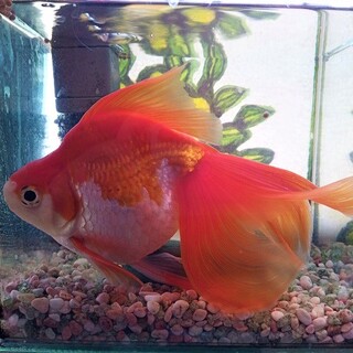 大きな琉金の里親様募集