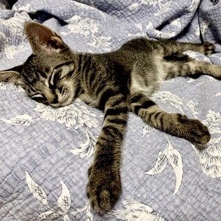 甘えん坊の男の子・2カ月