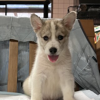 生後約2ヶ月の子犬里親緊急募集