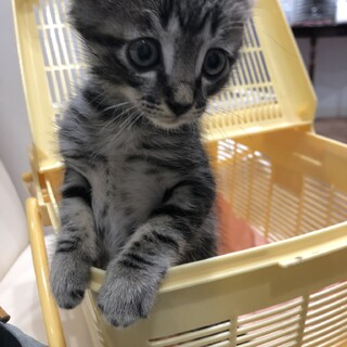 まんまるお目目、アメショ柄の可愛い男の子。