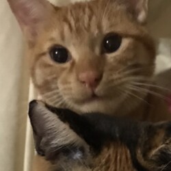 行方不明の猫が見つかった