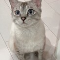 美しいブルーアイの甘えん坊君