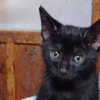 7月10日に産まれた仔猫