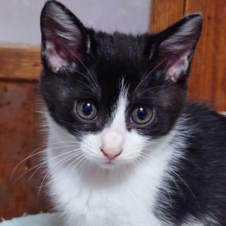 7月10日に産まれた仔猫