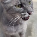 大人しいブルータビーの男の子