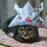 まきまきcats