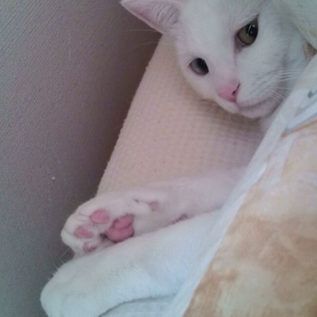 まきまきcatsのカバー写真