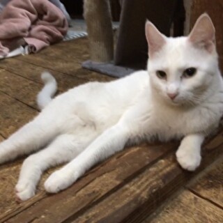 白猫ミロです