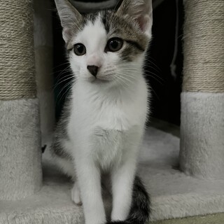 保護した野良猫ちゃんが赤ちゃんを産みました＊.