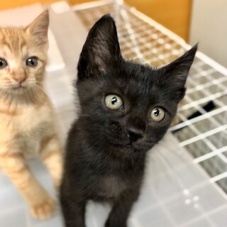 通好み！黒猫の男の子・2ヶ月♪【できれば兄弟で！】