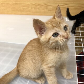 茶トラの男の子、2ヶ月♪【できれば兄弟で！】