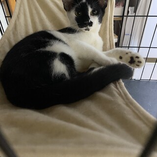 個性的なお顔の白黒ぶちちゃん