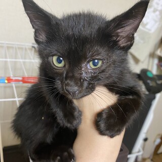 かしこい黒くん