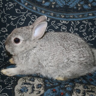 ネザーランドドワーフ（フォースタイプ）1