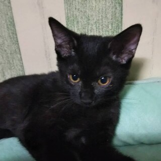 おしとやか女子、ネロちゃん