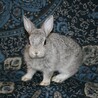 ネザーランドドワーフ（フォースタイプ）2 サムネイル2