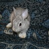 ネザーランドドワーフ（フォースタイプ）2 サムネイル3