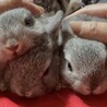 ネザーランドドワーフ（フォースタイプ）1 サムネイル5