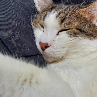 抱っこ大好き！！サスケくん