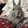 ネザーランドドワーフ（フォースタイプ）1 サムネイル6