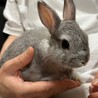 ネザーランドドワーフ（フォースタイプ）1 サムネイル7