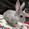 ネザーランドドワーフ（フォースタイプ）2 サムネイル7