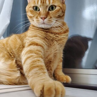 茶トラの女の子　あずき♪