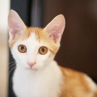 ぱっちりお目々の小顔イケメン約6ヶ月