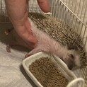 ハリネズミ　ノーマル　生年月日2022/6/5