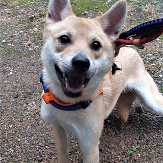 ムネくん♂ずっとのおうち探してます‼保健所、保護