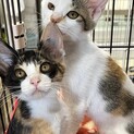 美人な三毛猫4ヶ月齢
