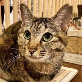 うさぎさんみたいなボブテイルが可愛いミラちゃん❣️