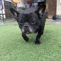 トライアル決定につき、停止。人が大好き黒豆ちゃん